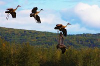 /album/wildtiere/alaska-035-05-jpg/